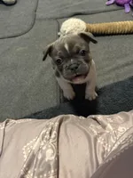 Frenchie Muppets Fozzie , a male French Bulldog for sale in Miami, FL – Photo 2 of 10