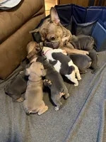 Frenchie Muppets - Miss Piggy, a female French Bulldog for sale in Miami, FL – Photo 7 of 10