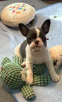 Frenchie Muppets - Miss Piggy, a female French Bulldog for sale in Miami, FL – Photo 8 of 10