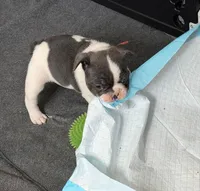 Frenchie Muppets - Miss Piggy, a female French Bulldog for sale in Miami, FL – Photo 4 of 10