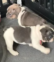 Frenchie Muppets - Miss Piggy, a female French Bulldog for sale in Miami, FL – Photo 3 of 10