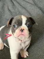 Frenchie Muppets - Miss Piggy, a female French Bulldog for sale in Miami, FL – Photo 2 of 10