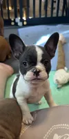 Frenchie Muppets - Miss Piggy, a female French Bulldog for sale in Miami, FL – Photo 1 of 10