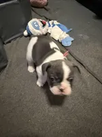 Frenchie Muppets - Miss Piggy, a female French Bulldog for sale in Miami, FL – Photo 5 of 10