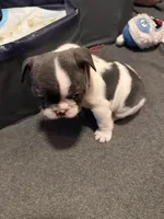 Frenchie Muppets - Miss Piggy, a female French Bulldog for sale in Miami, FL – Photo 6 of 10