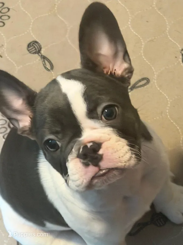 Frenchie Muppets - Miss Piggy