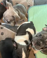 Frenchie Muppets - Miss Piggy, a female French Bulldog for sale in Miami, FL – Photo 9 of 10