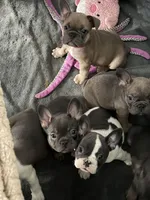 Frenchie Muppets - Miss Piggy, a female French Bulldog for sale in Miami, FL – Photo 10 of 10