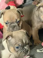 Frenchie Muppets - Camila, a female French Bulldog for sale in Miami, FL – Photo 1 of 3