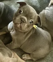 Frenchie Muppets - Camila, a female French Bulldog for sale in Miami, FL – Photo 2 of 3