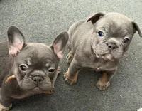 Frenchie Muppets - Camila, a female French Bulldog for sale in Miami, FL – Photo 3 of 3