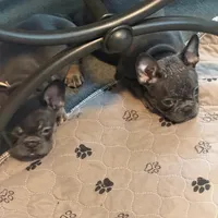 Frenchie Muppets - Kermit, a male French Bulldog for sale in Miami, FL – Photo 7 of 10