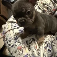 Frenchie Muppets - Kermit, a male French Bulldog for sale in Miami, FL – Photo 6 of 10