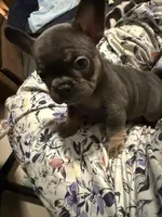Frenchie Muppets - Kermit, a male French Bulldog for sale in Miami, FL – Photo 2 of 5