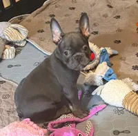 Frenchie Muppets - Kermit, a male French Bulldog for sale in Miami, FL – Photo 9 of 10