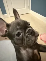 Frenchie Muppets - Kermit, a male French Bulldog for sale in Miami, FL – Photo 4 of 10