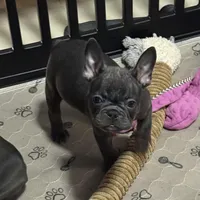 Frenchie Muppets - Kermit, a male French Bulldog for sale in Miami, FL – Photo 8 of 10