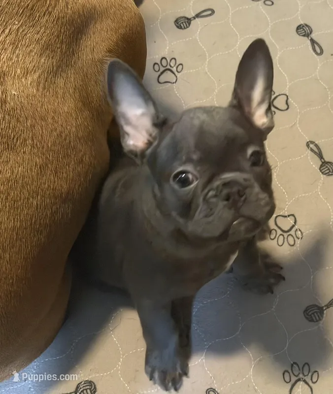Frenchie Muppets - Kermit – French Bulldog puppy for sale in Miami, FL