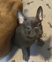 Frenchie Muppets - Kermit, a male French Bulldog for sale in Miami, FL – Photo 1 of 10