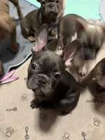 Frenchie Muppets - Kermit, a male French Bulldog for sale in Miami, FL – Photo 10 of 10