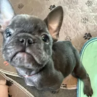 Frenchie Muppets - Kermit, a male French Bulldog for sale in Miami, FL – Photo 3 of 10