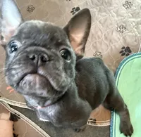 Frenchie Muppets - Kermit, a male French Bulldog for sale in Miami, FL – Photo 5 of 5