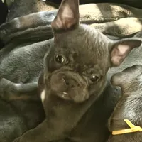 Frenchie Muppets - Kermit, a male French Bulldog for sale in Miami, FL – Photo 2 of 10