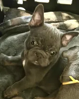 Frenchie Muppets - Kermit, a male French Bulldog for sale in Miami, FL – Photo 1 of 5