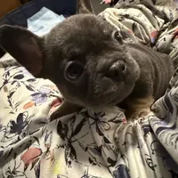 Frenchie Muppets - Kermit, a male French Bulldog for sale in Miami, FL – Photo 5 of 10