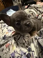 Frenchie Muppets - Kermit, a male French Bulldog for sale in Miami, FL – Photo 3 of 5