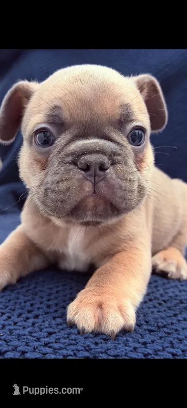 Frenchie Muppets- Gonzo