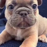 Frenchie Muppets- Gonzo, a male French Bulldog for sale in Miami, FL – Photo 3 of 9