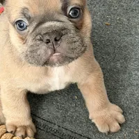 Frenchie Muppets- Gonzo, a male French Bulldog for sale in Miami, FL – Photo 7 of 9