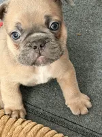 Frenchie Muppets- Gonzo, a male French Bulldog for sale in Miami, FL – Photo 3 of 9