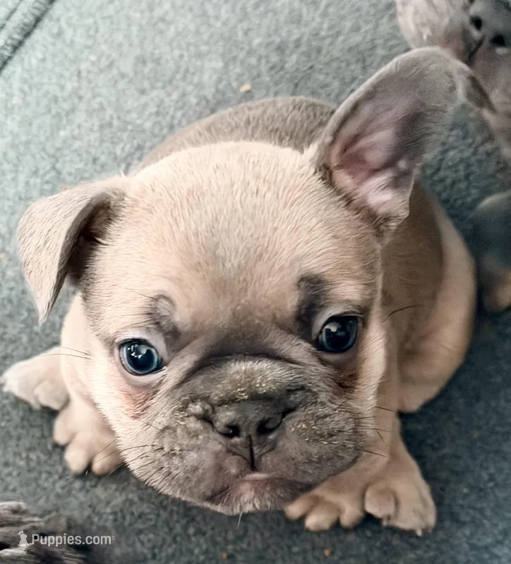 Frenchie Muppets- Gonzo