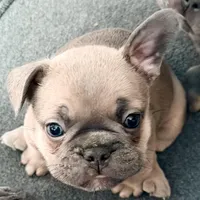 Frenchie Muppets- Gonzo, a male French Bulldog for sale in Miami, FL – Photo 5 of 9