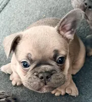 Frenchie Muppets- Gonzo, a male French Bulldog for sale in Miami, FL – Photo 1 of 9