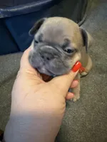 Frenchie Muppets- Gonzo, a male French Bulldog for sale in Miami, FL – Photo 4 of 9