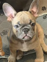 Frenchie Muppets- Gonzo, a male French Bulldog for sale in Miami, FL – Photo 2 of 9
