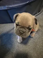 Frenchie Muppets- Gonzo, a male French Bulldog for sale in Miami, FL – Photo 5 of 9