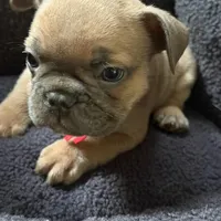 Frenchie Muppets- Gonzo, a male French Bulldog for sale in Miami, FL – Photo 8 of 9