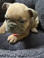 Frenchie Muppets- Gonzo, a male French Bulldog for sale in Miami, FL – Photo 8 of 9