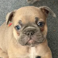 Frenchie Muppets- Gonzo, a male French Bulldog for sale in Miami, FL – Photo 6 of 9