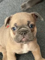 Frenchie Muppets- Gonzo, a male French Bulldog for sale in Miami, FL – Photo 2 of 9