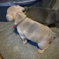 Frenchie Muppets- Gonzo, a male French Bulldog for sale in Miami, FL – Photo 4 of 9