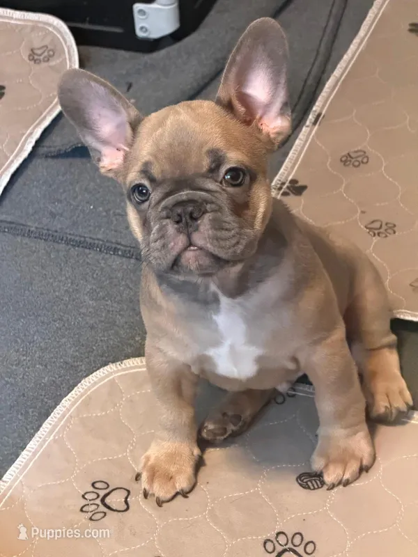Frenchie Muppets- Gonzo – French Bulldog puppy on hold in Miami, FL