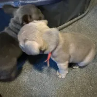 Frenchie Muppets- Gonzo, a male French Bulldog for sale in Miami, FL – Photo 9 of 9