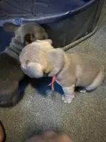 Frenchie Muppets- Gonzo, a male French Bulldog for sale in Miami, FL – Photo 6 of 9