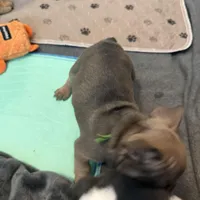 Frenchie Muppets - Janice, a female French Bulldog for sale in Miami, FL – Photo 6 of 10