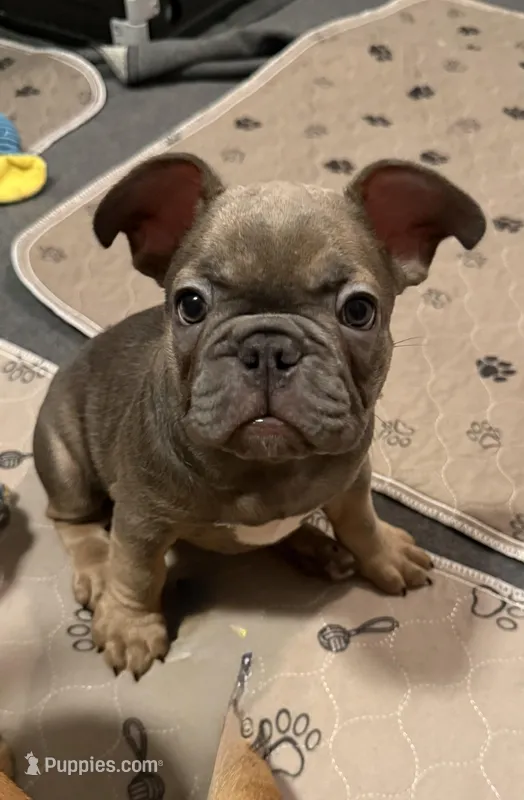Frenchie Muppets - Janice – French Bulldog puppy on hold in Miami, FL
